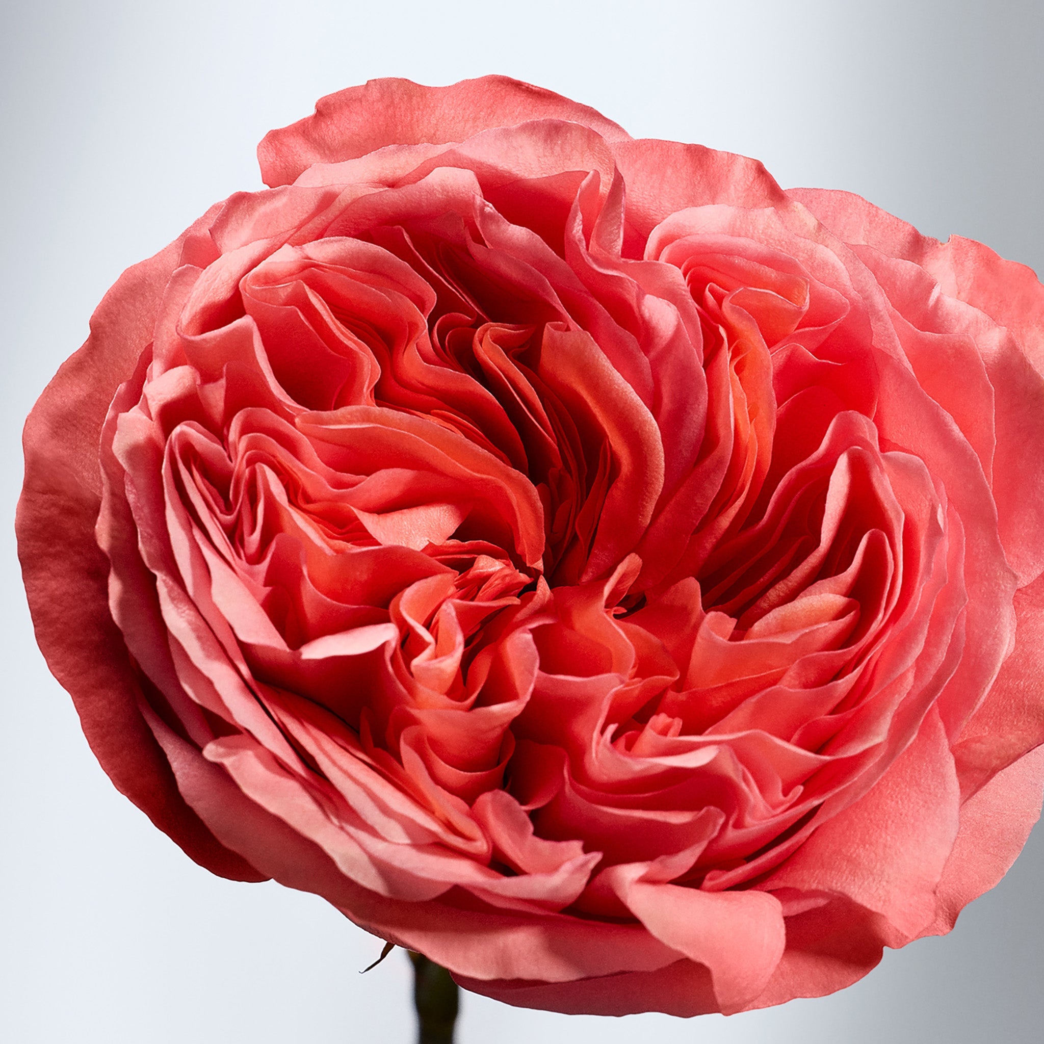 British Rose Hand Cream